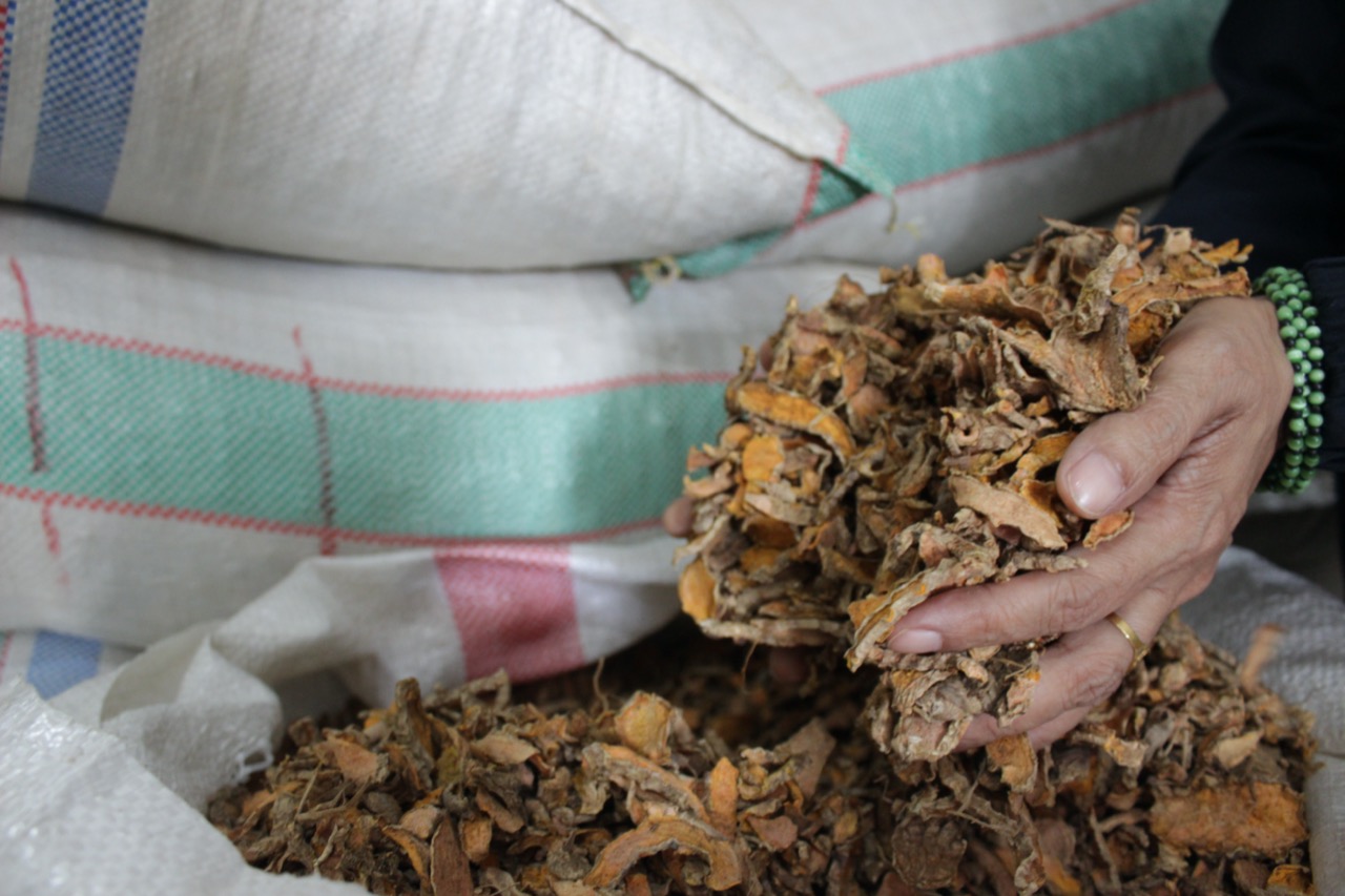 Kunir Kering - Gambar 3